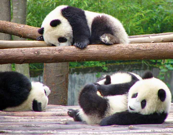 Group of young pandas playing and resting on wooden logs amid green foliage, black and white fur with leafy backdrop, playful and warm mood.